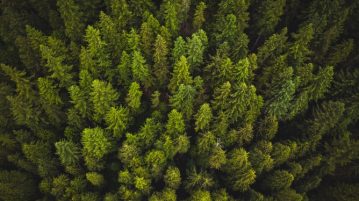 Forest Therapy: Does Tree-Hugging Help Your Health?