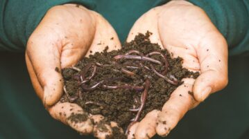 The Worms – A Poem by Khairah Boukhatem