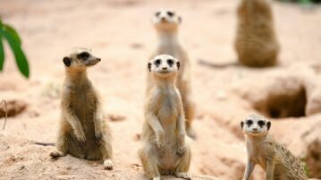 Compare The Meerkat – A POEM BY KHAIRAH BOUKHATEM