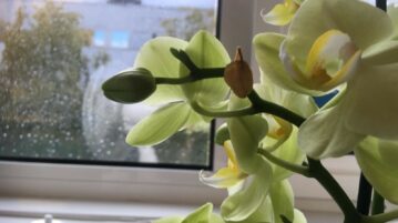 Elegy for a Lost Pot-Plant