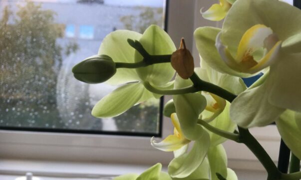 Elegy for a Lost Pot-Plant